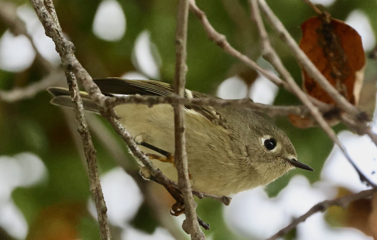Ruby-crowned Kinglet - ML645496087