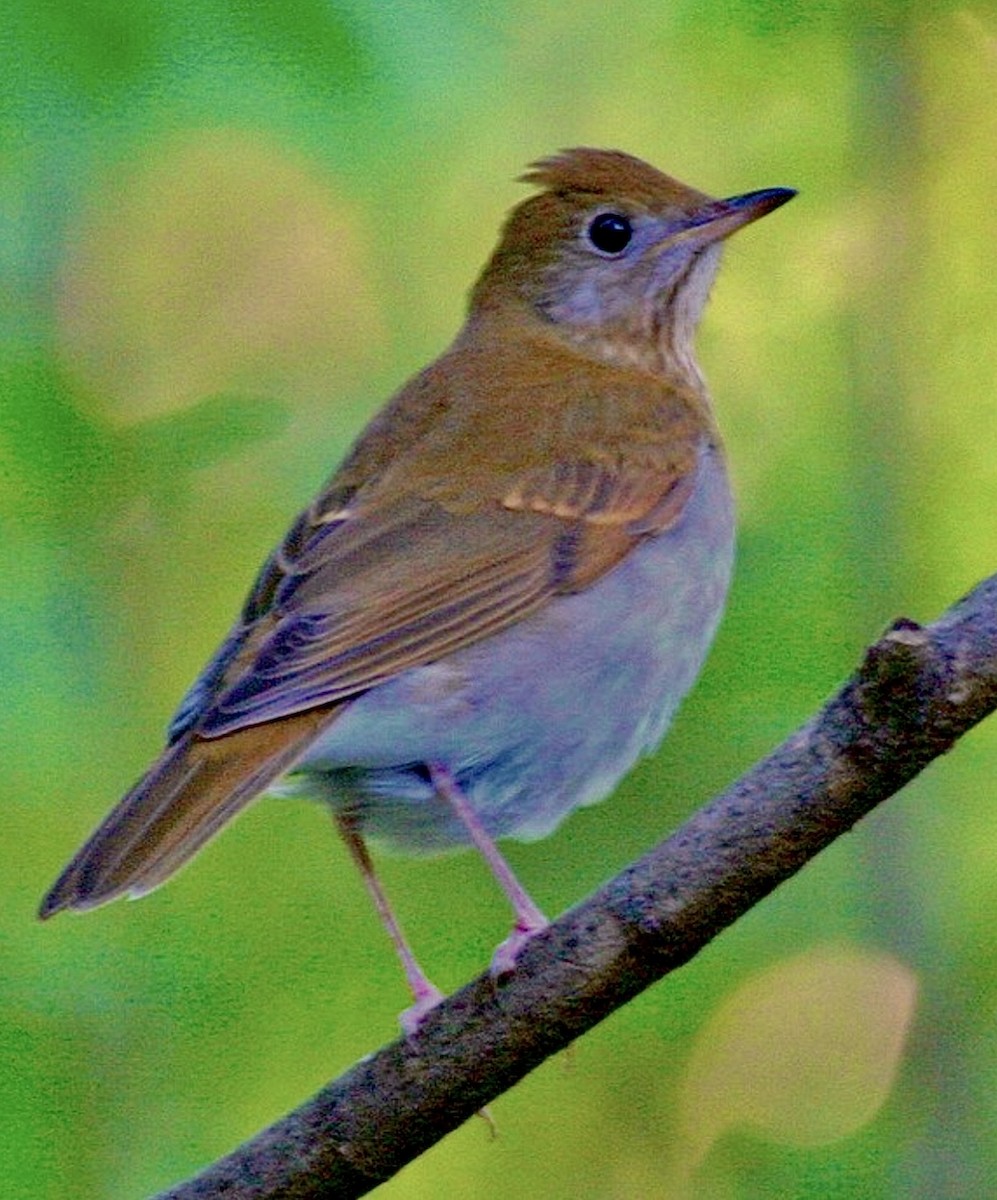 viriskogtrost - ML645496094