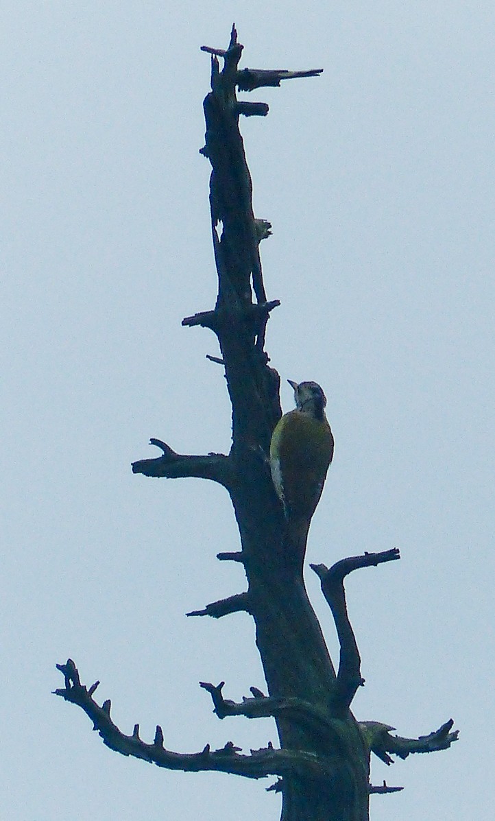 Жовна сива - ML645496104