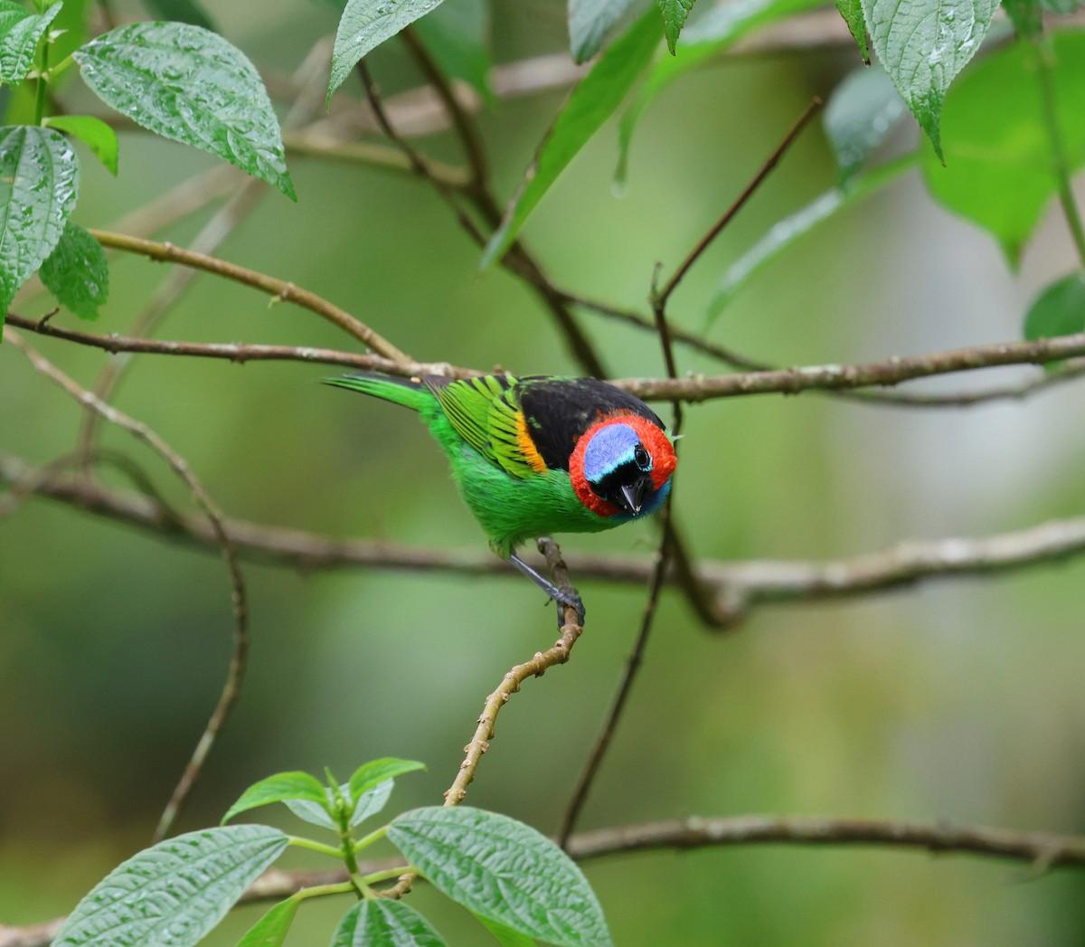 Red-necked Tanager - ML645496125