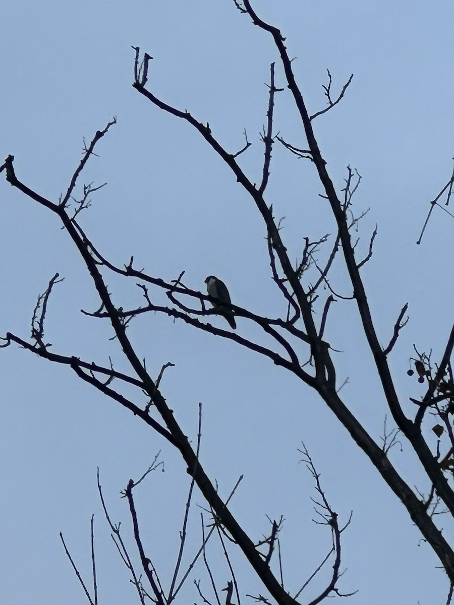 Peregrine Falcon - ML645496130