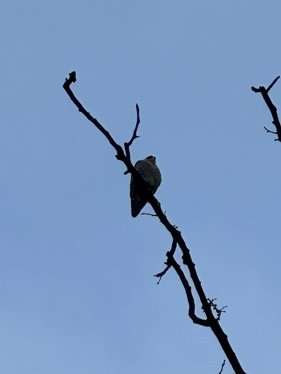 Peregrine Falcon - ML645496136