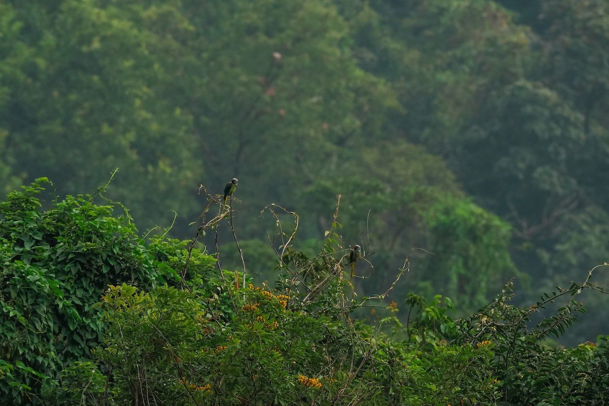 Malabar Parakeet - ML645496138