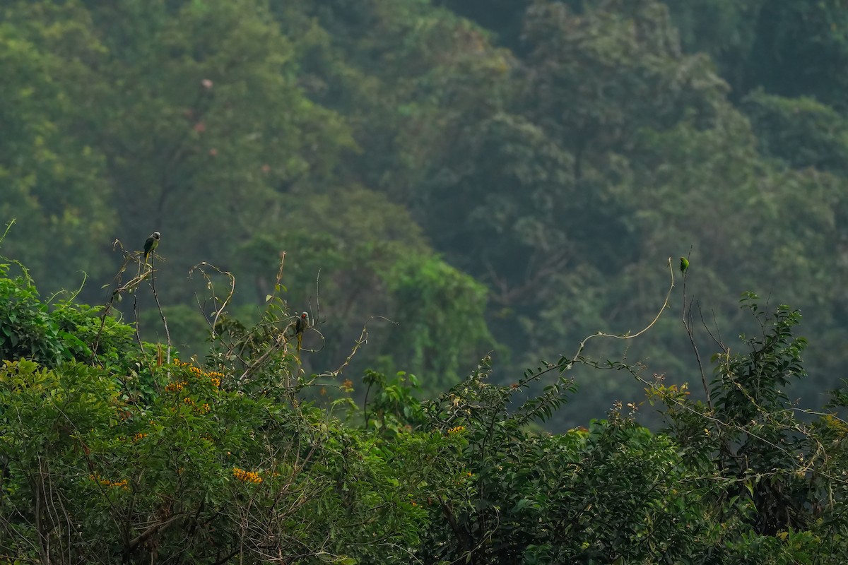 Malabar Parakeet - ML645496139