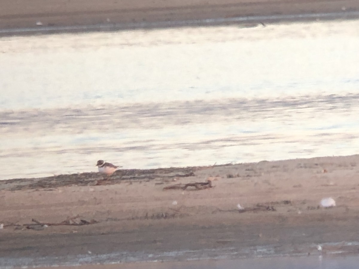 環頸鴴 - ML645496144