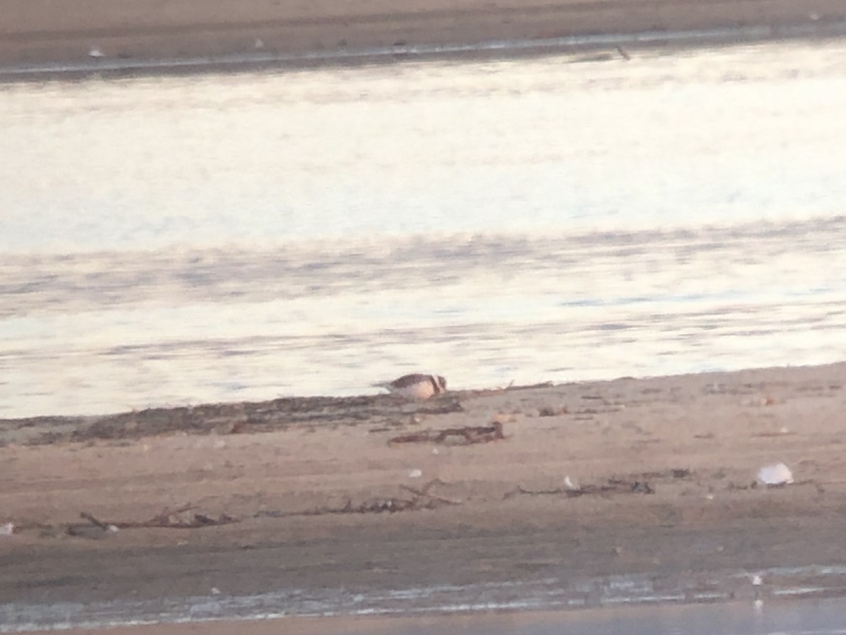 環頸鴴 - ML645496146