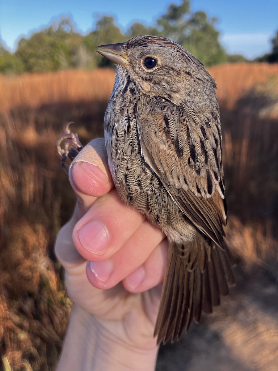 Lincoln's Sparrow - ML645496157