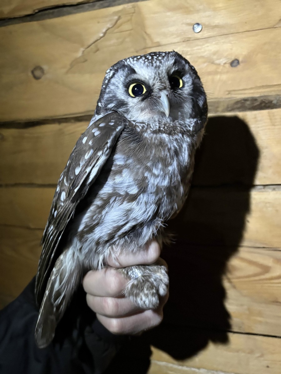 Civetta capogrosso - ML645496167