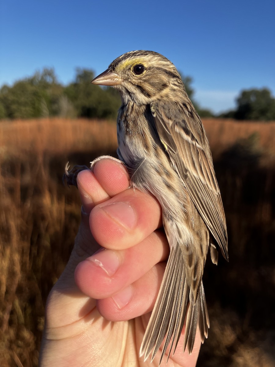 Savannah Sparrow - ML645496170
