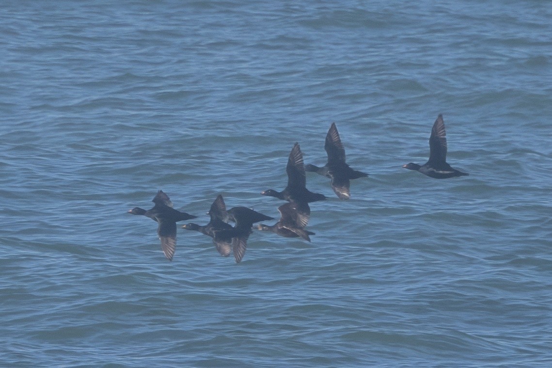 Ahatebeltz eurasiarra - ML645496173