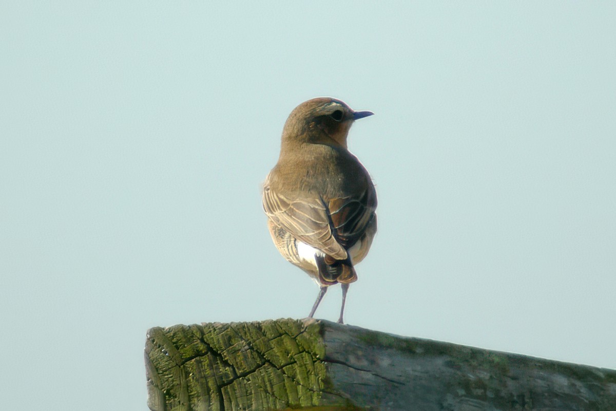 Northern Wheatear - ML645496174