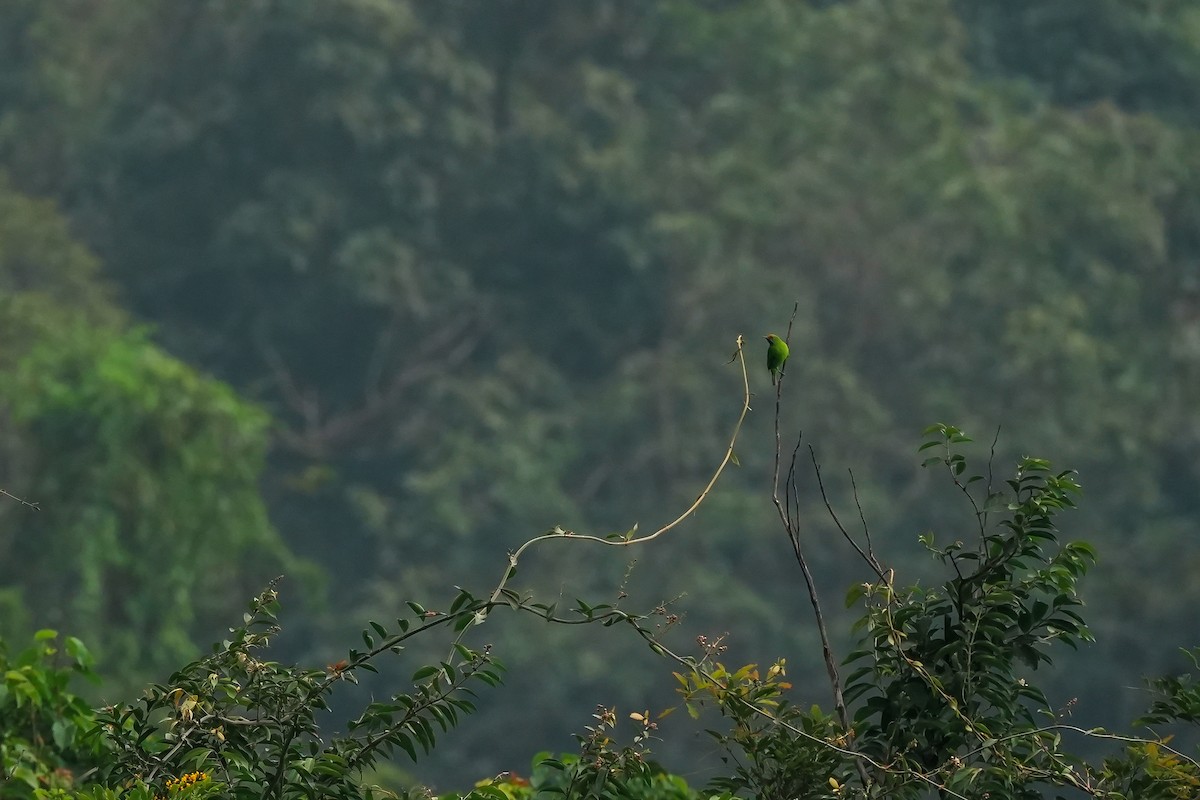 Золотолобая листовка - ML645496175