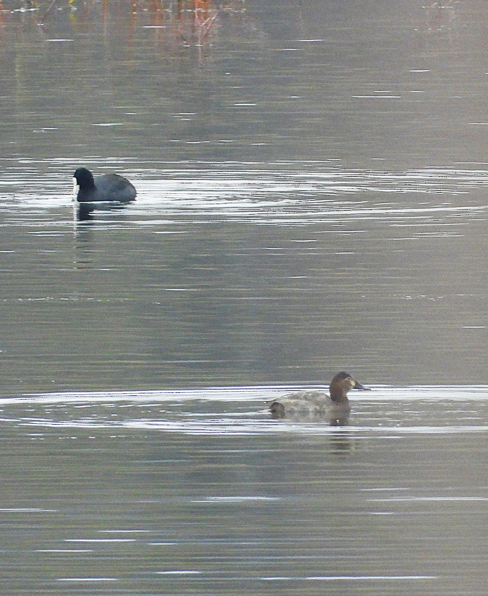 Common Pochard - ML645496178