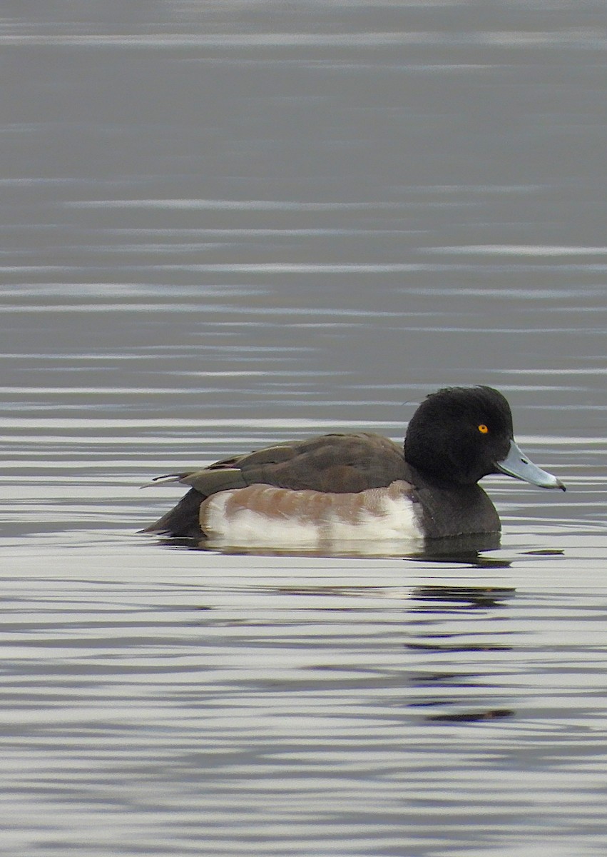 Moretta - ML645496180