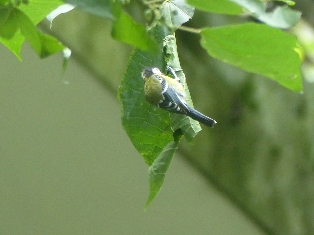 Green-backed Tit - ML645496181