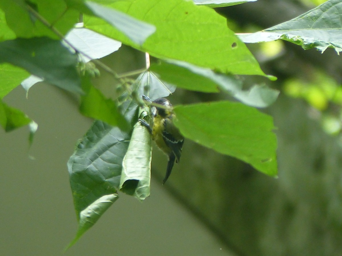 Green-backed Tit - ML645496182