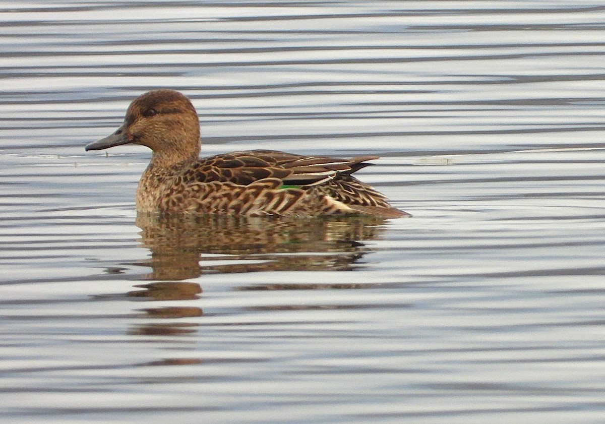 Alzavola - ML645496183