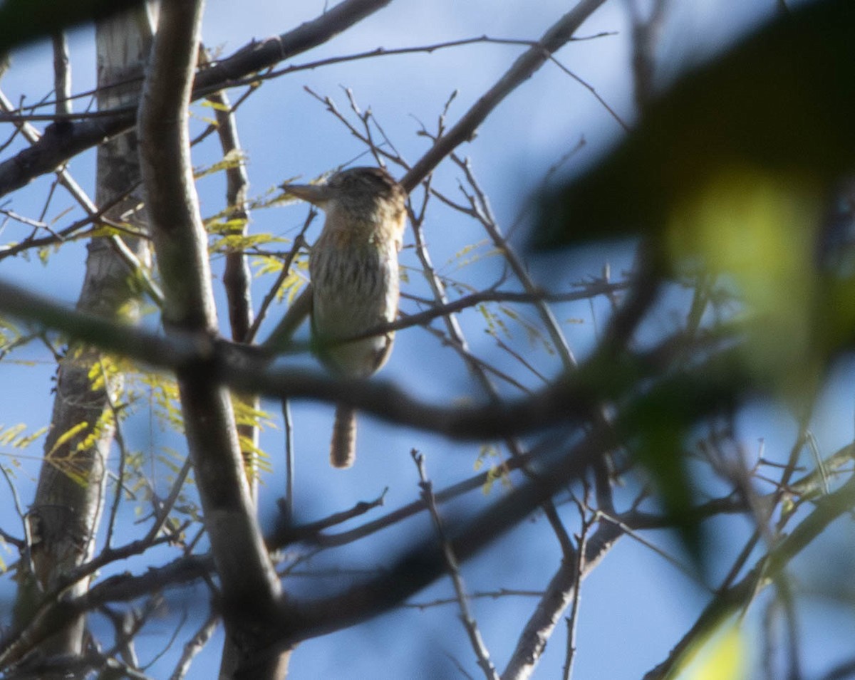 Schwarzmantel-Faulvogel - ML645496187