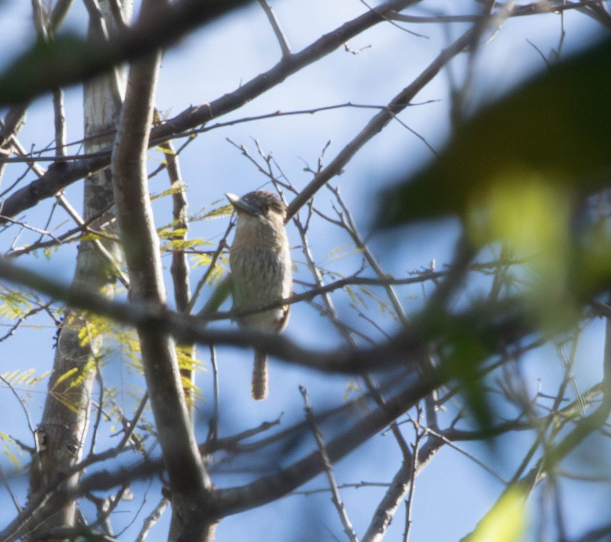 Schwarzmantel-Faulvogel - ML645496188