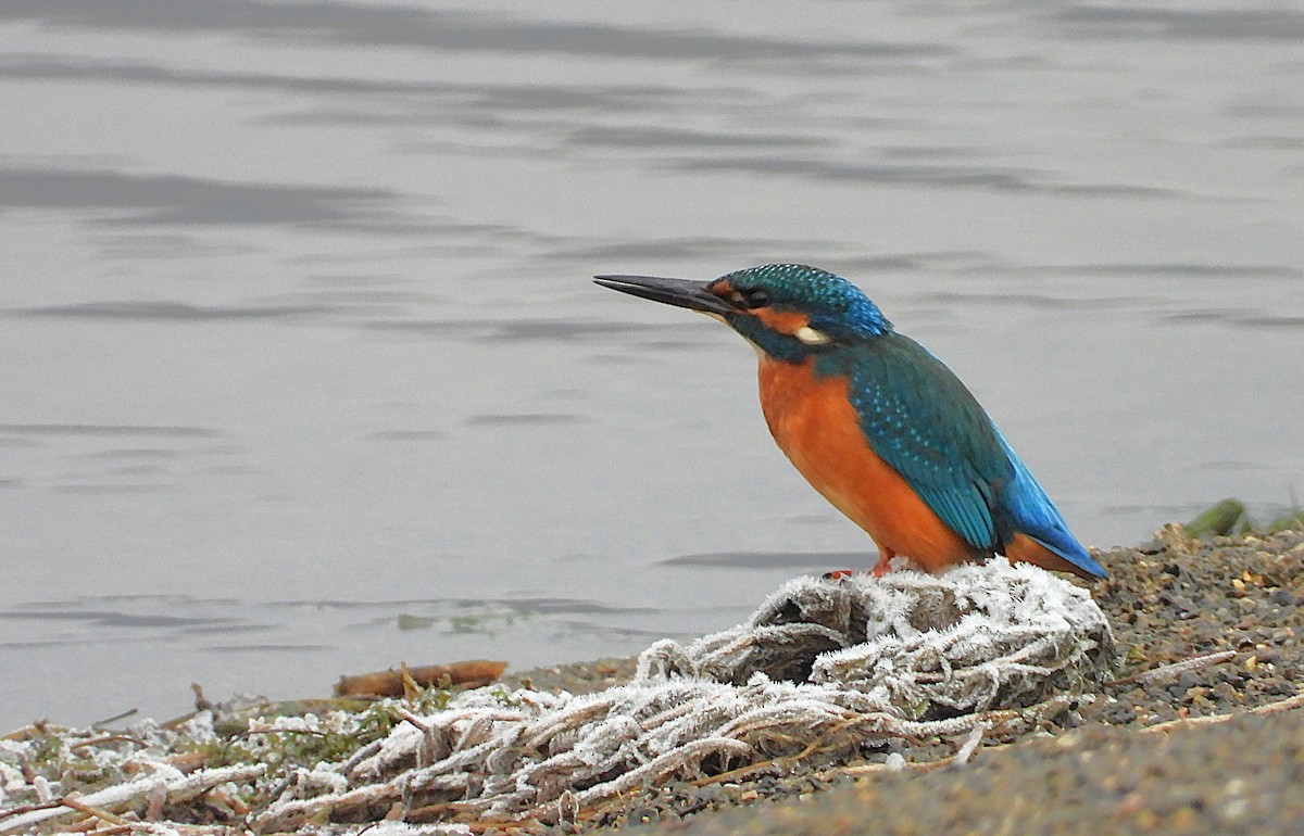 Martin pescatore - ML645496189