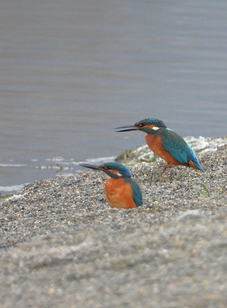 Martin pescatore - ML645496190