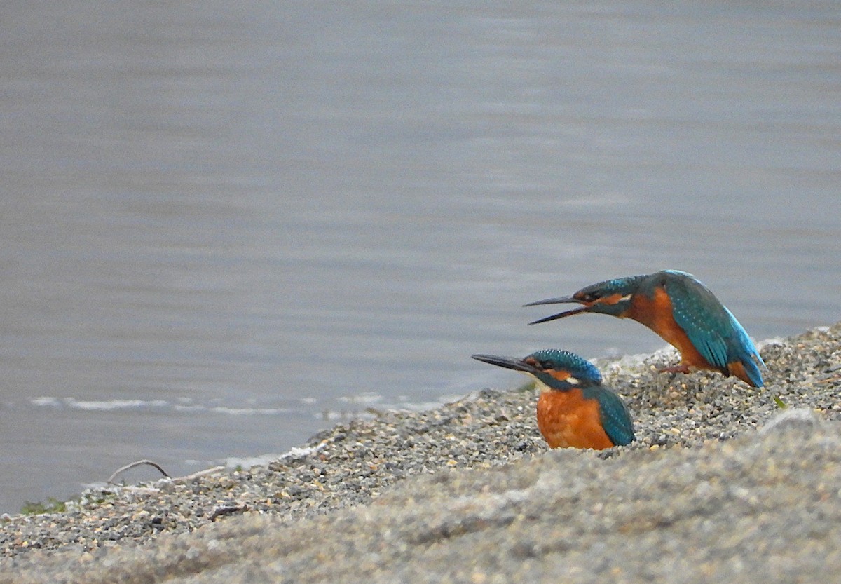 Martin pescatore - ML645496191