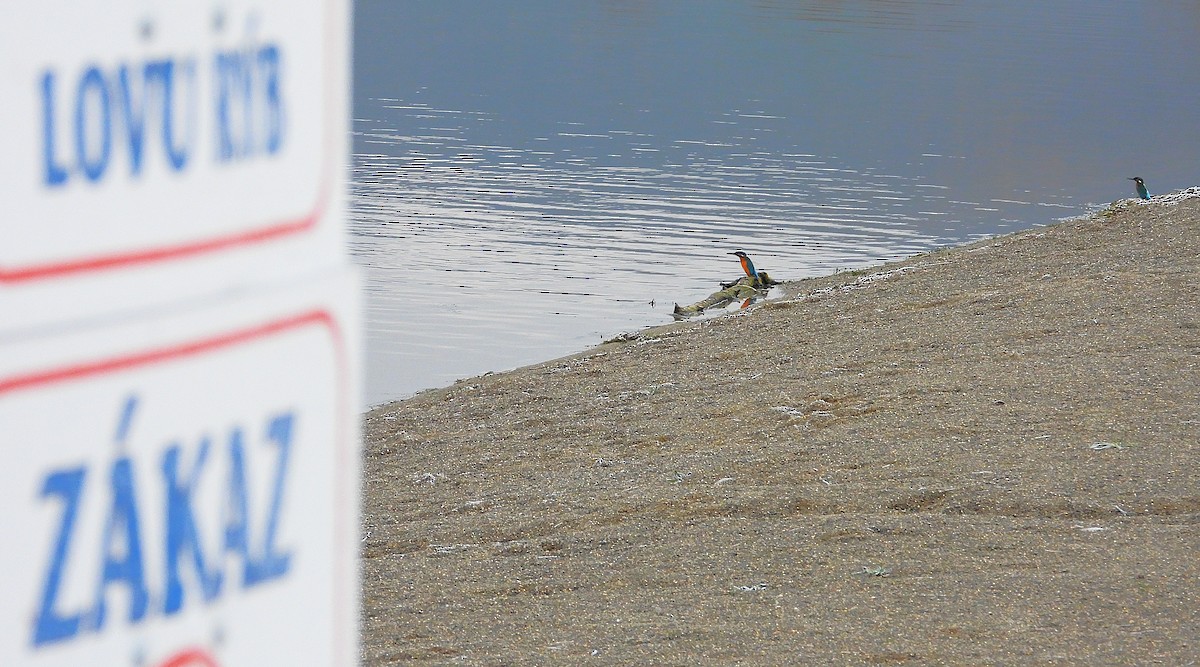 Martin pescatore - ML645496192