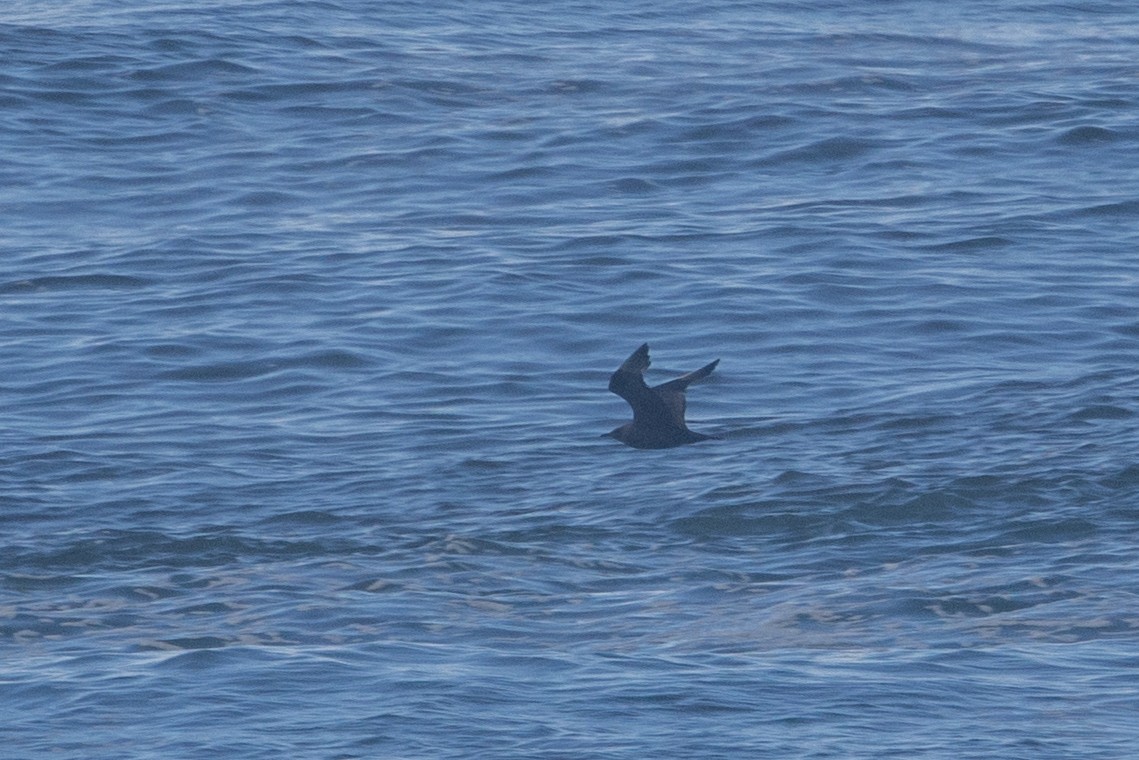 Parasitic Jaeger - ML645496199