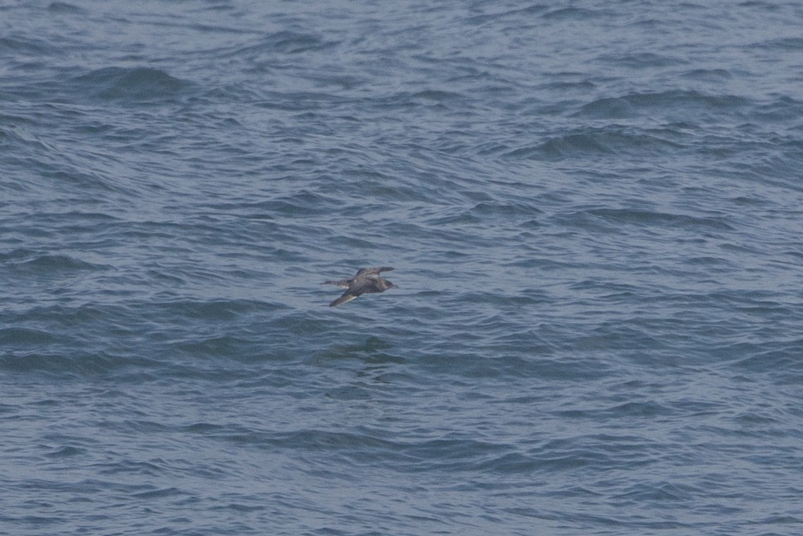 Parasitic Jaeger - ML645496201