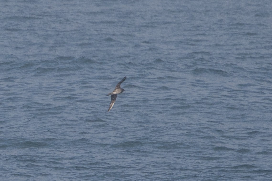 Parasitic Jaeger - ML645496202