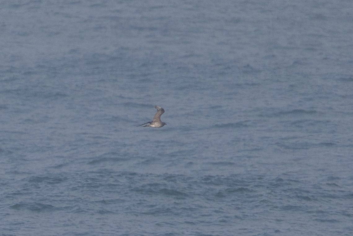 Parasitic Jaeger - ML645496203