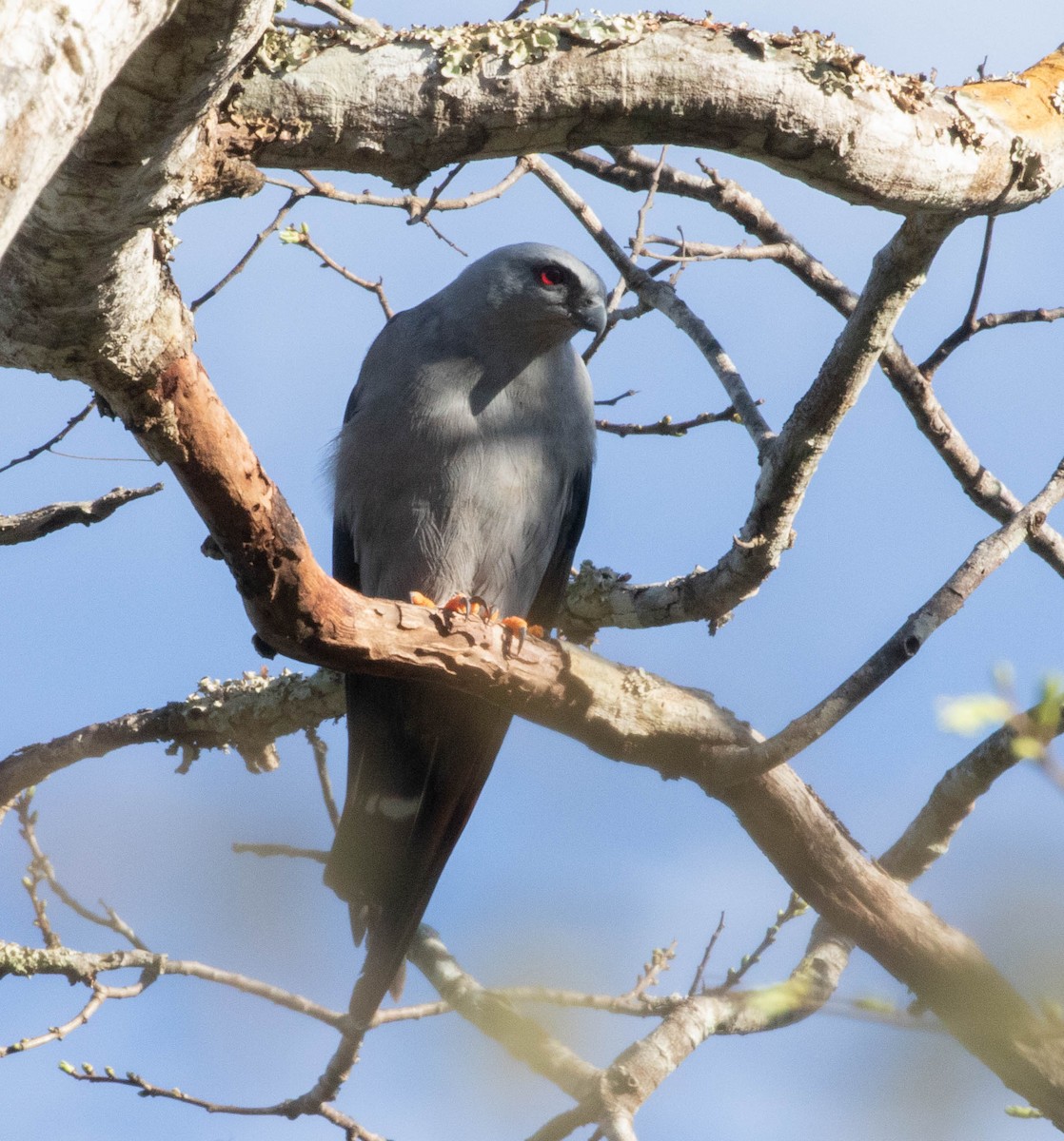 Plumbeous Kite - ML645496207