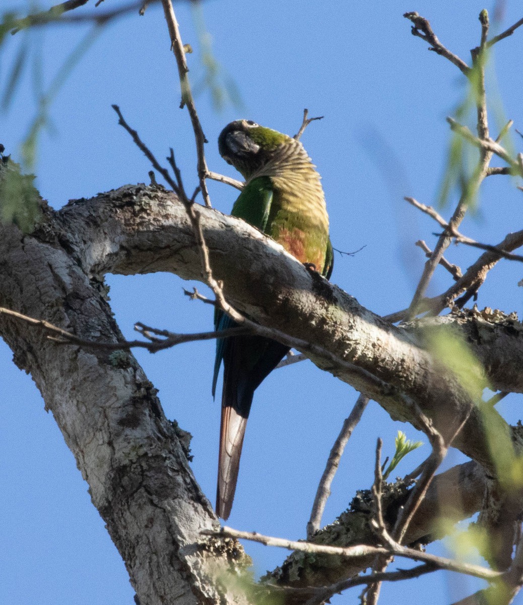 Green-cheeked Parakeet - ML645496215