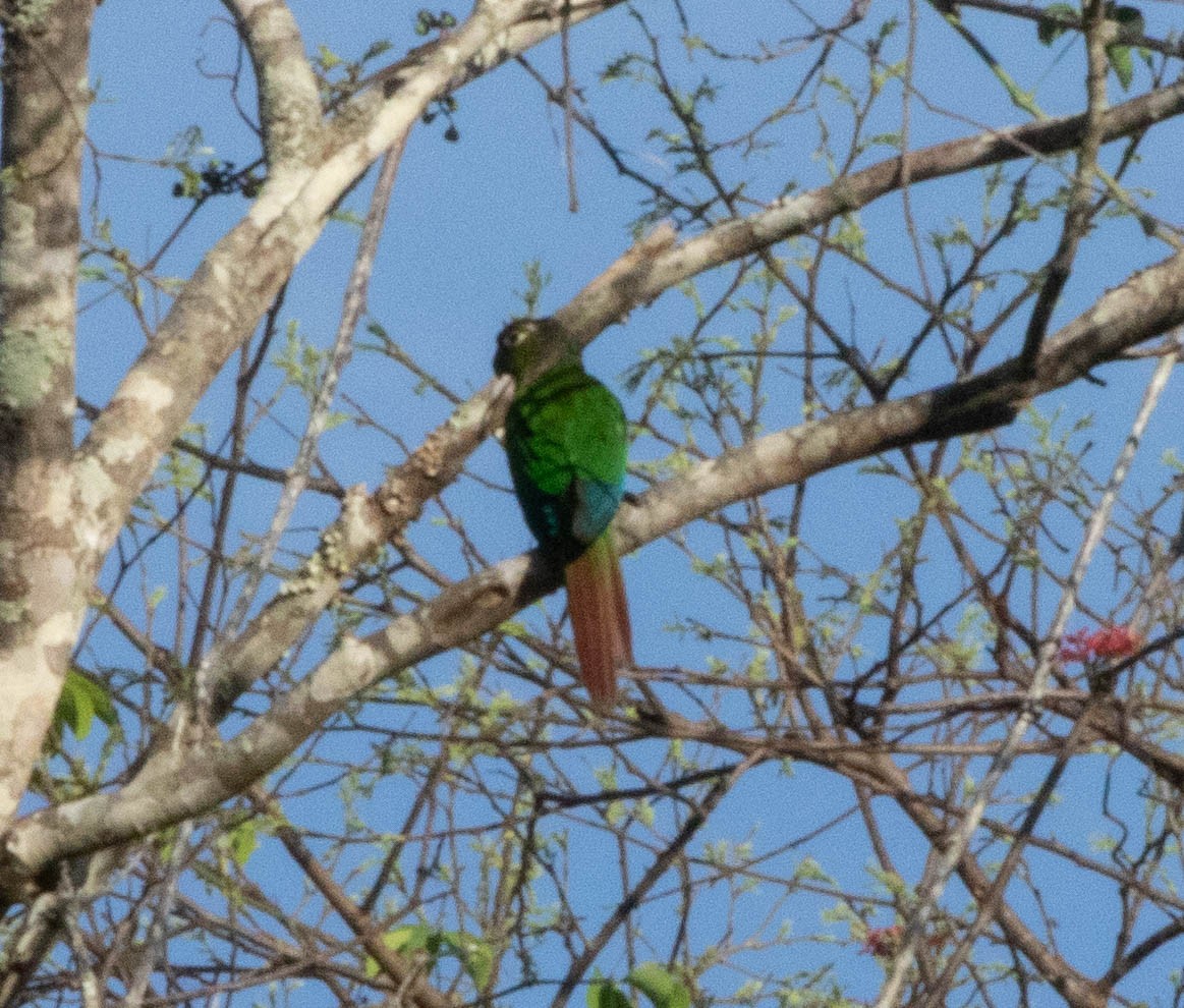 Green-cheeked Parakeet - ML645496216