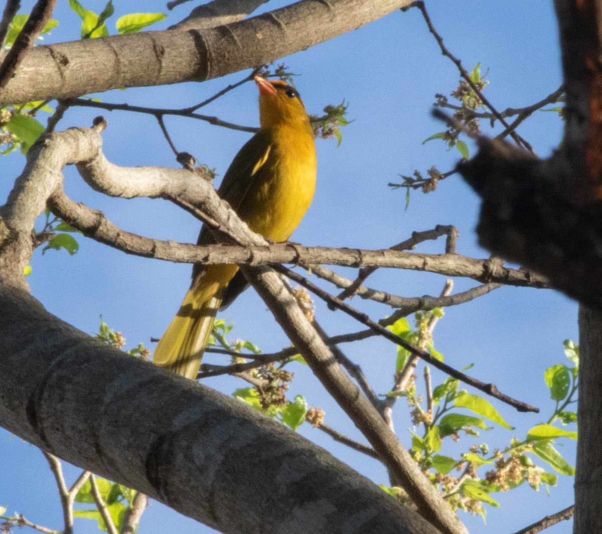 Inti Tanager - ML645496222