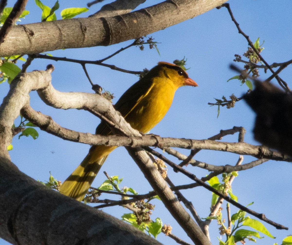 Inti Tanager - ML645496223