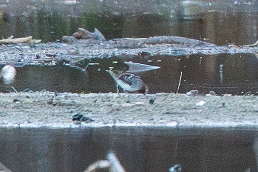 Wilson's Snipe - ML645496227