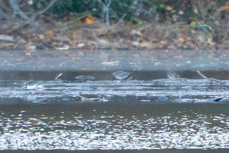 Wilson's Snipe - ML645496228