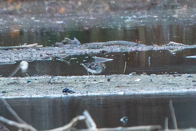 Wilson's Snipe - ML645496229