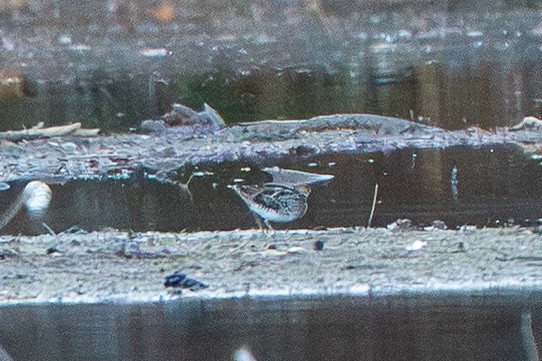 Wilson's Snipe - ML645496230