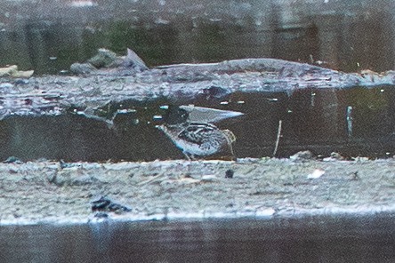 Wilson's Snipe - ML645496231