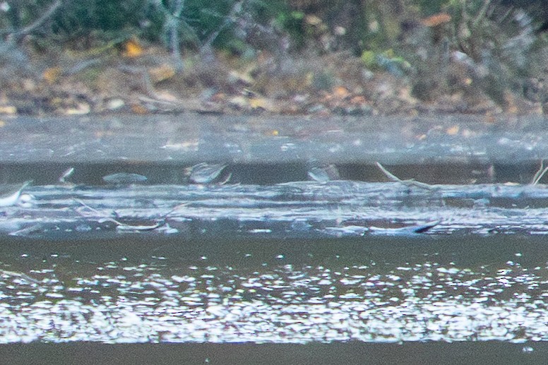 Wilson's Snipe - ML645496232