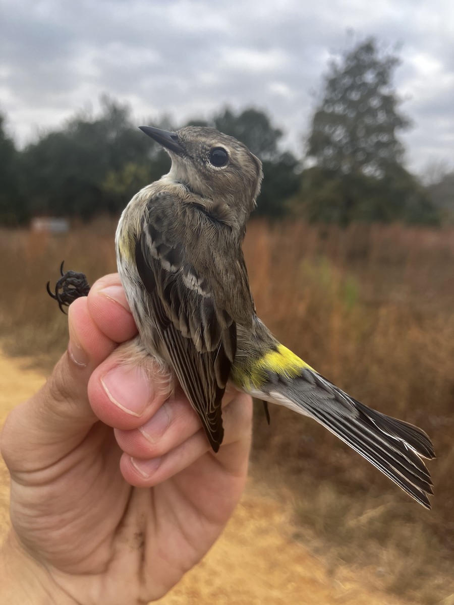Yellow-rumped Warbler (Myrtle) - ML645496240