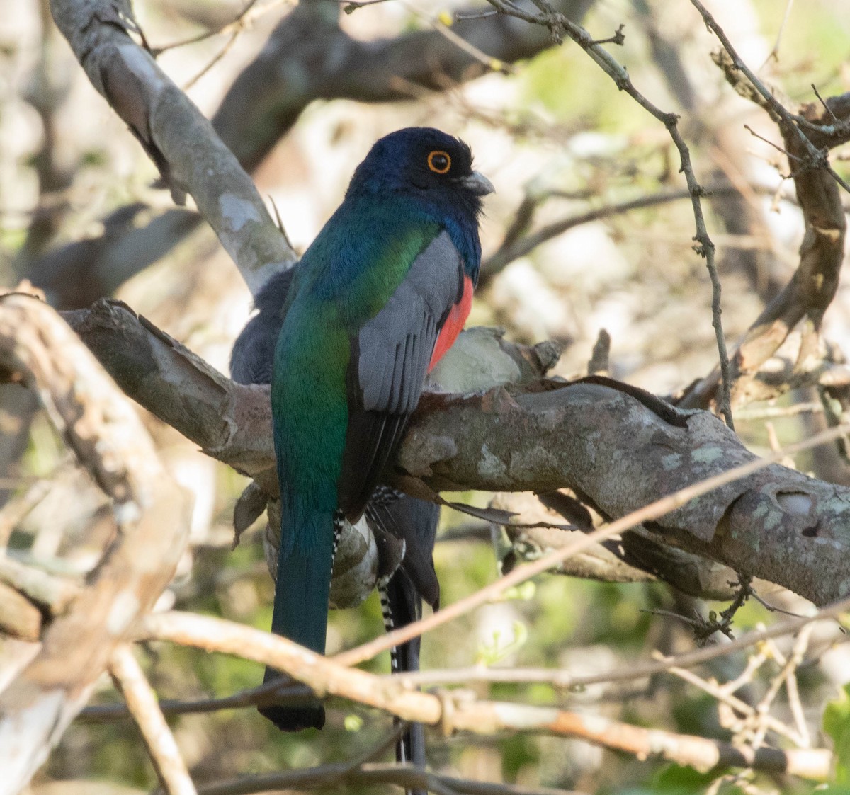 Blue-crowned Trogon - ML645496241