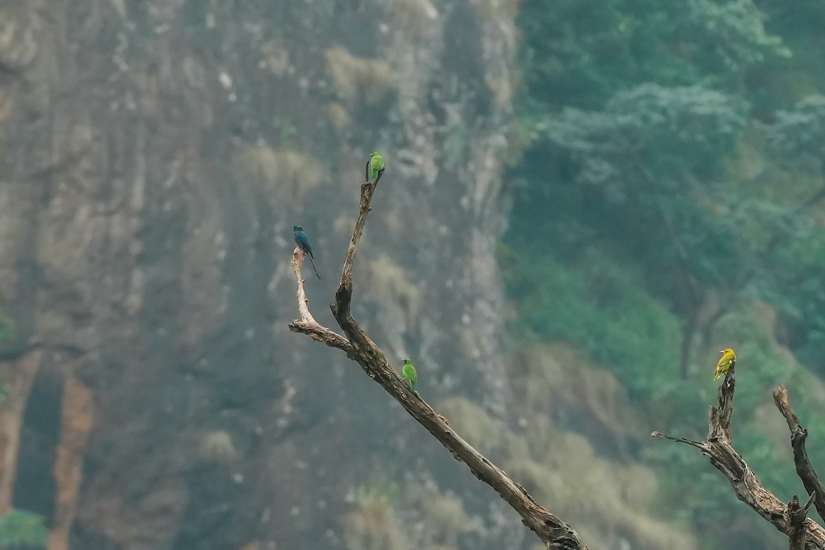 Indian Golden Oriole - ML645496242