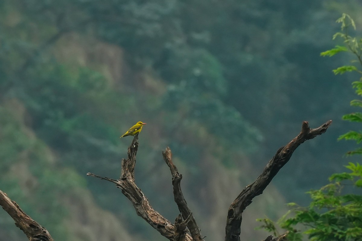 Indian Golden Oriole - ML645496243