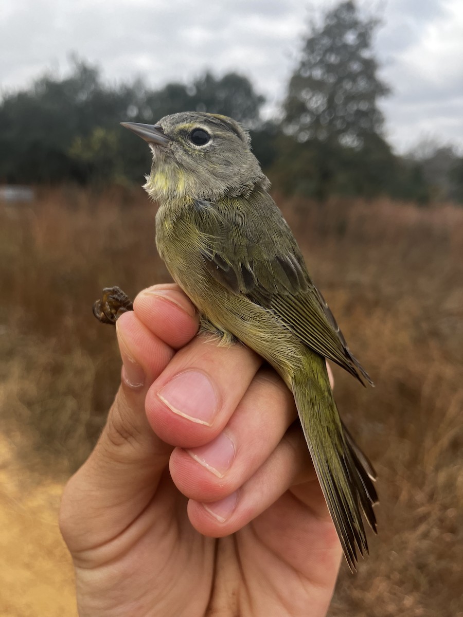 Orange-crowned Warbler - ML645496253