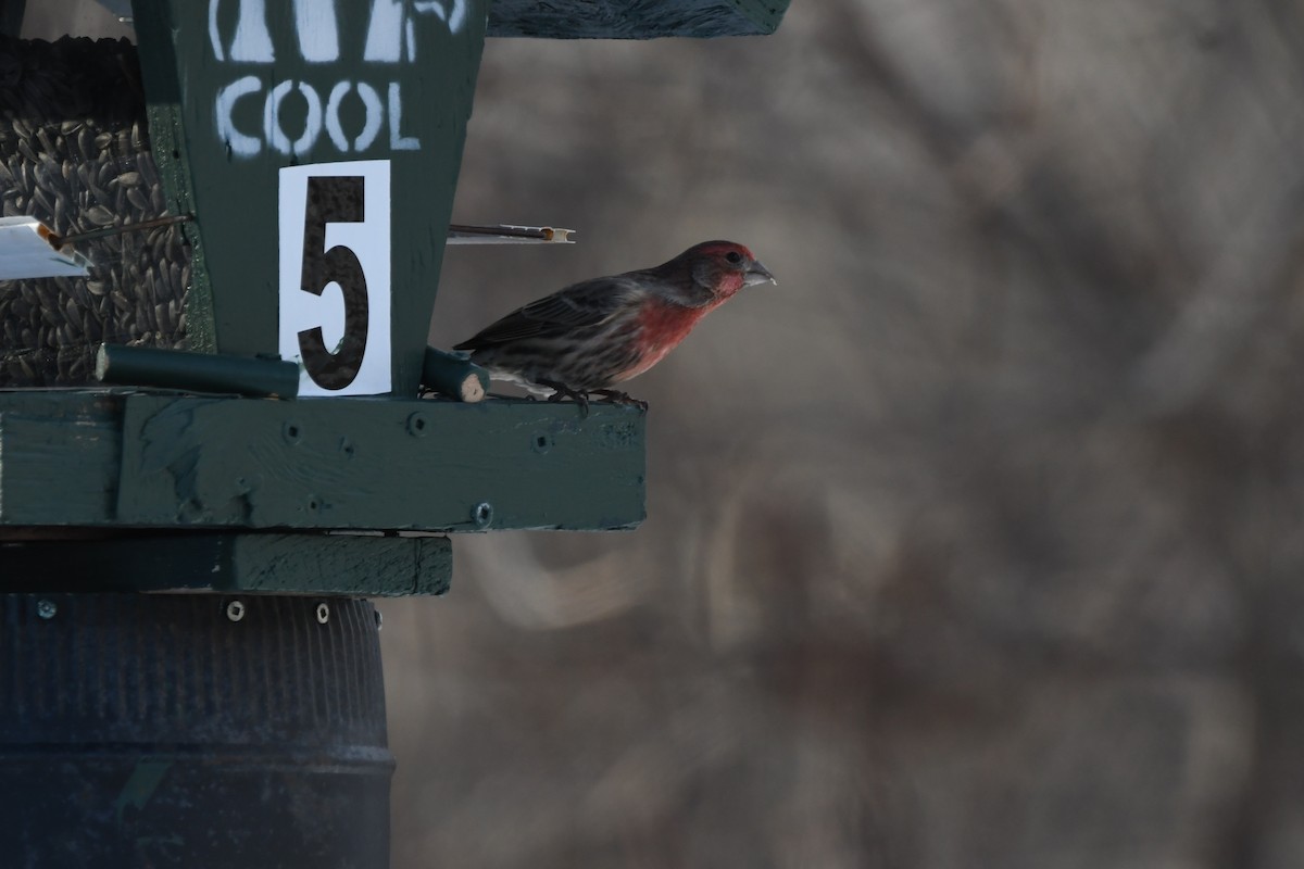 House Finch - ML645496277