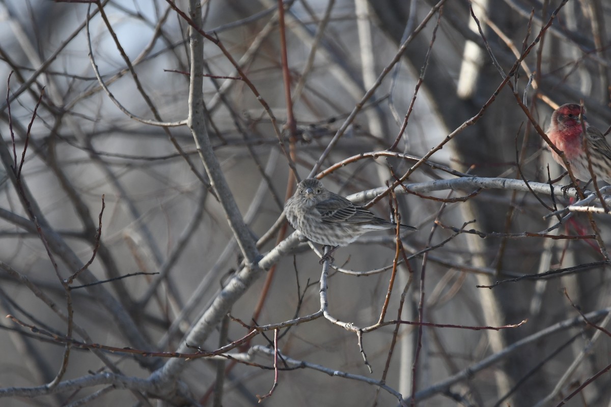 House Finch - ML645496278