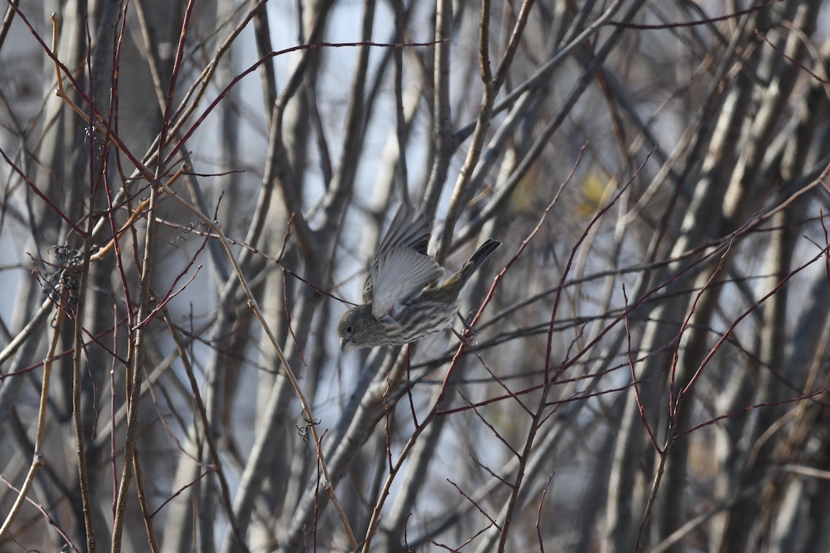 House Finch - ML645496279